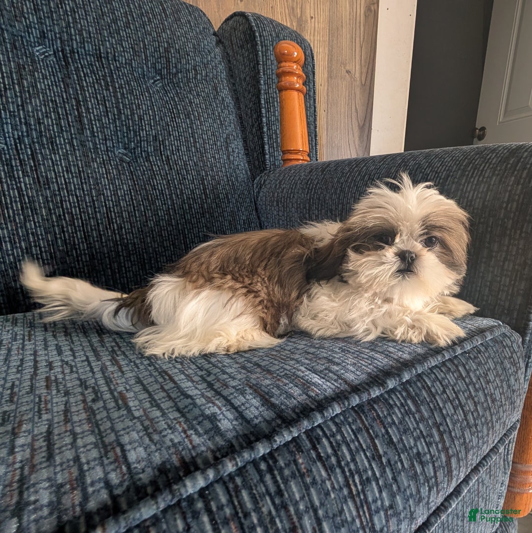 Shih Tzu dogs for sale: Tiggy - Ad 5