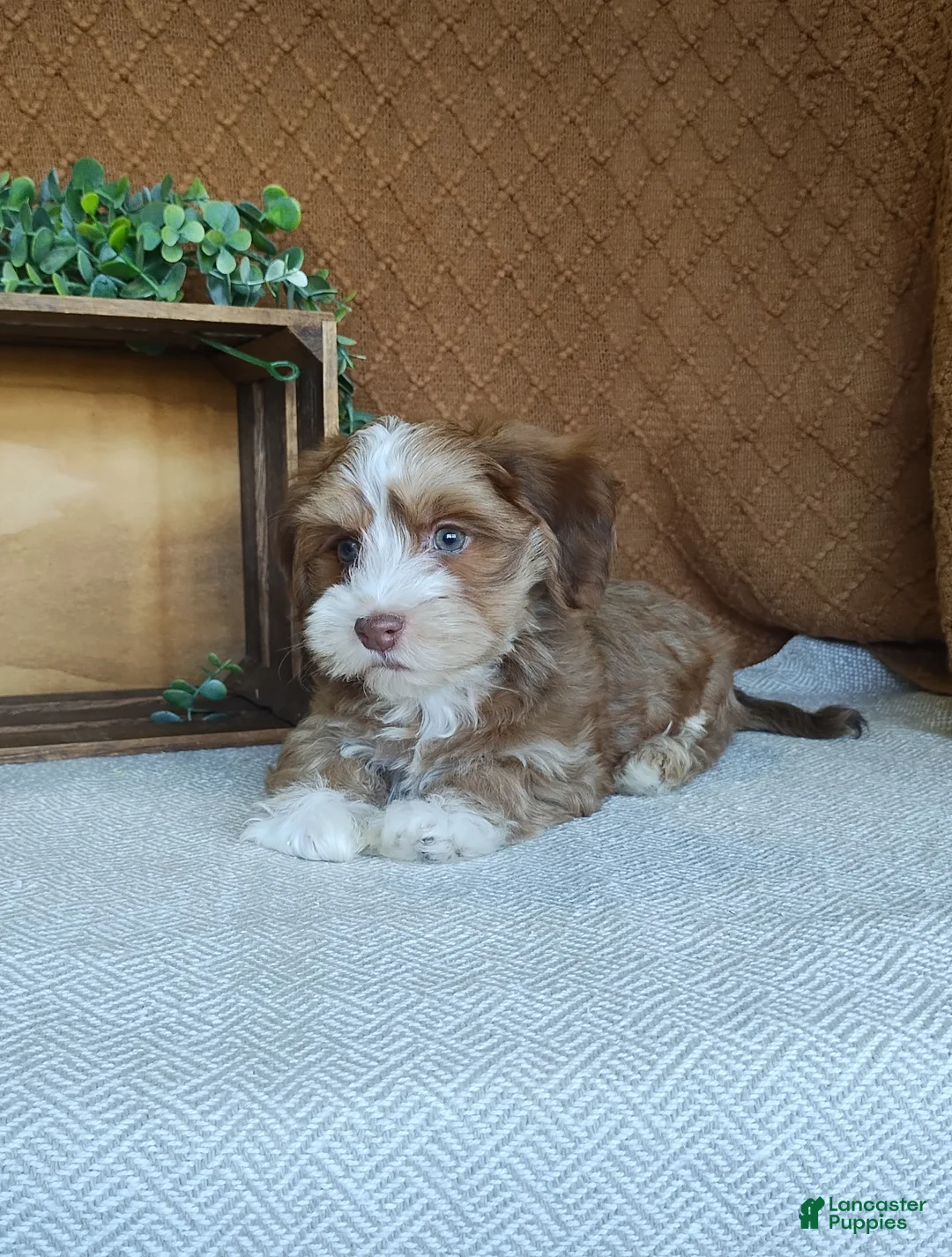 Havanese dogs for sale: Brady - Ad 2
