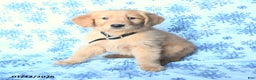 Golden Retriever dogs for sale: Laker - Ad 2
