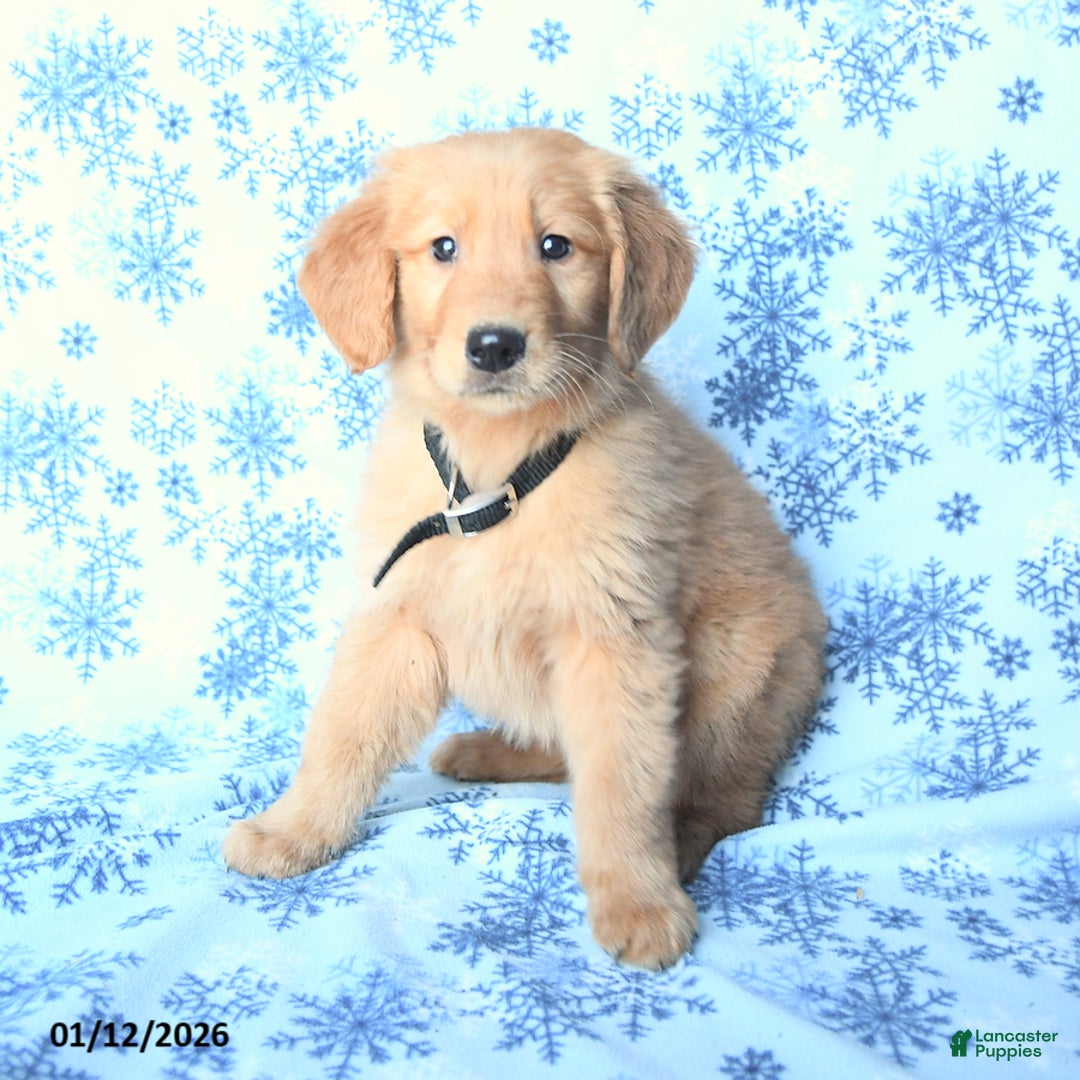 Golden Retriever dogs for sale: Laker - Ad 2