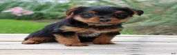 Yorkshire Terrier dogs for sale: Cola - Ad 4