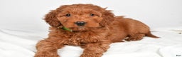 Goldendoodle dogs for sale: Page medium size - Ad 3