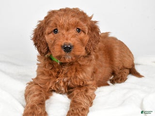 Goldendoodle dogs Page - Ad 26