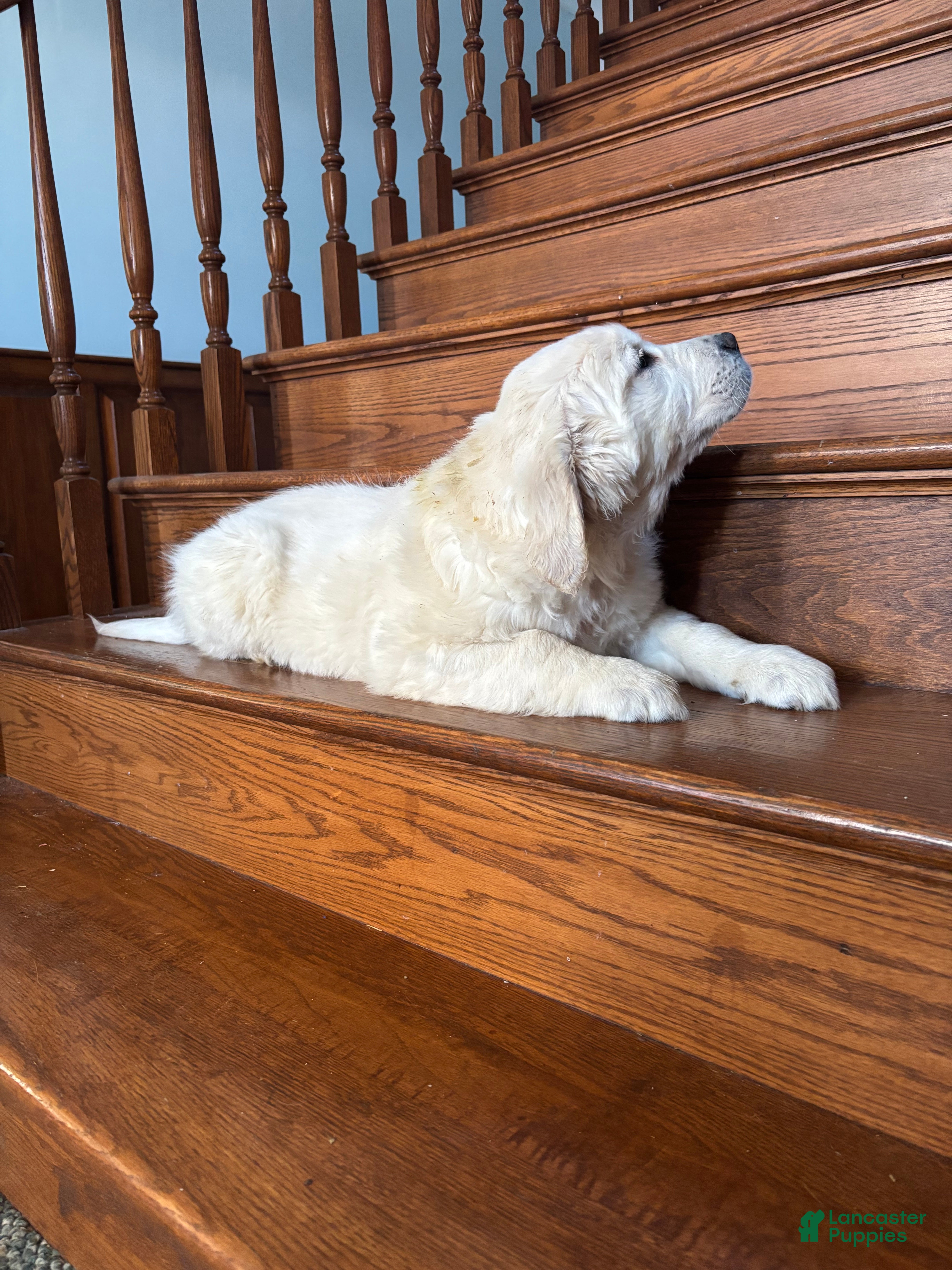 Golden Retriever dogs for sale: Bear  - Ad 1