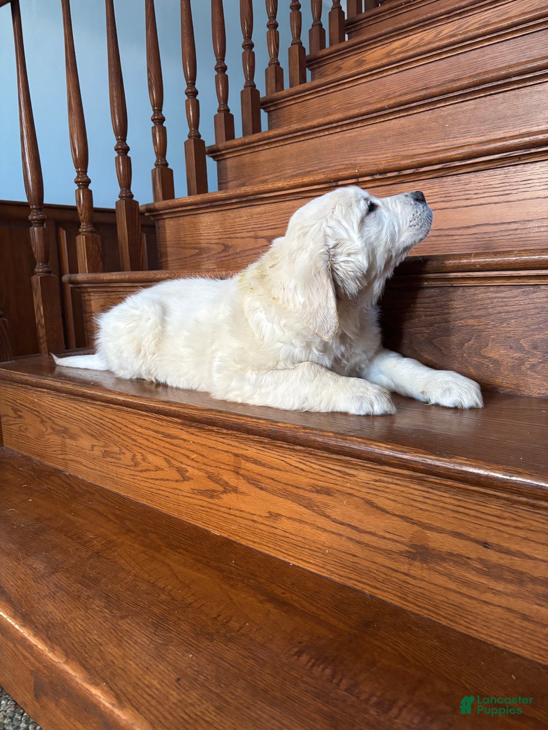 Golden Retriever dogs for sale: Bear  - Ad 1