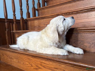 Golden Retriever dogs for sale: Bear - Ad 1