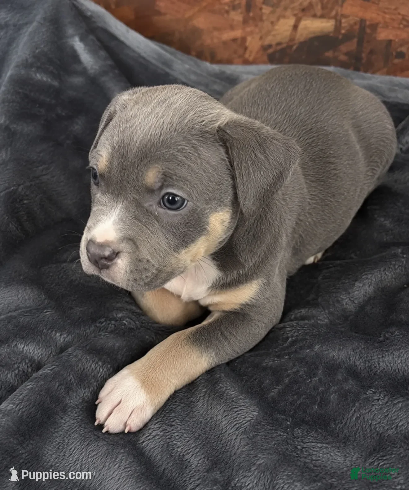 American Bully dogs Bella - Ad 40
