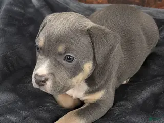 American Bully dogs Bella - Ad 40