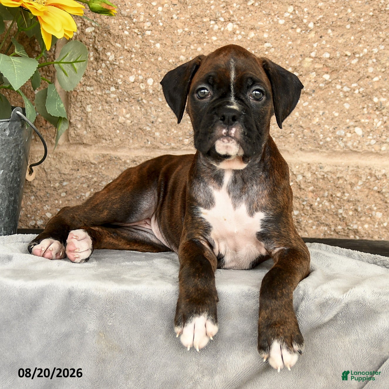 Boxer dogs Brittany - Ad 2