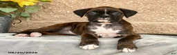 Boxer dogs for sale: Brittany - Ad 2