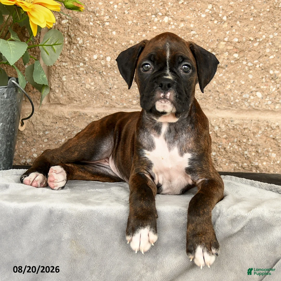 Boxer dogs for sale: Brittany - Ad 2