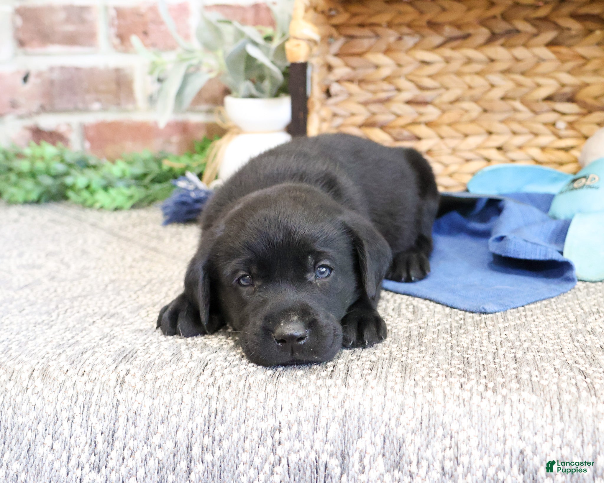Labrador Retriever dogs Stanley  - Ad 23