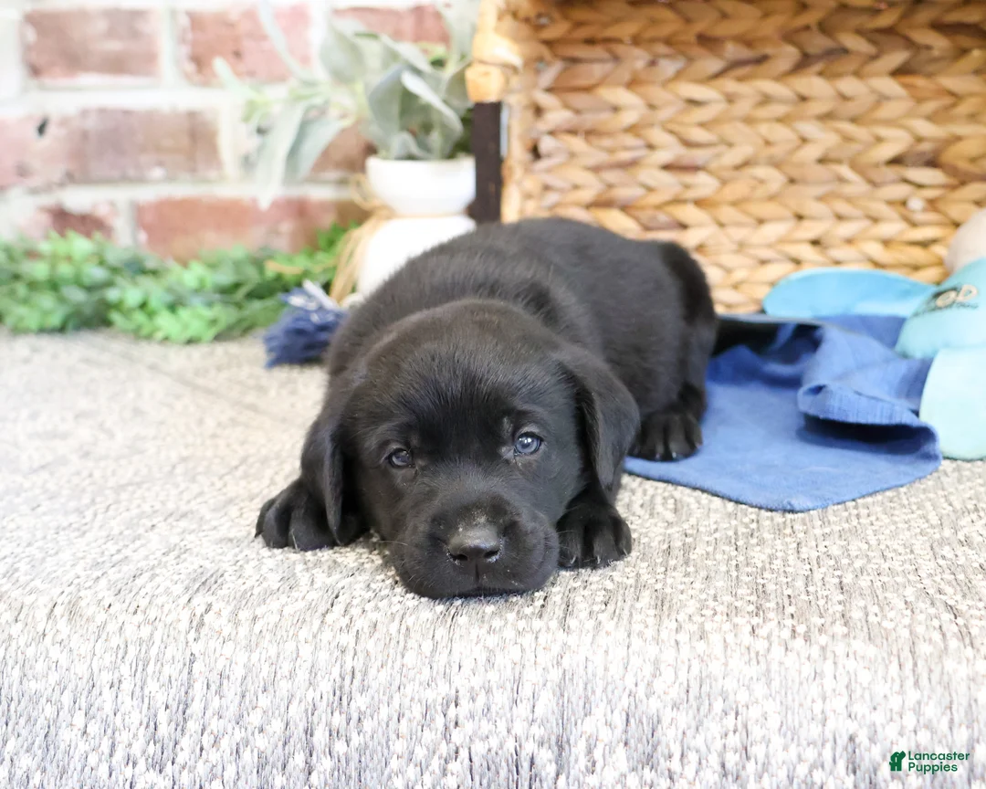 Labrador Retriever dogs for sale: Stanley  - Ad 1