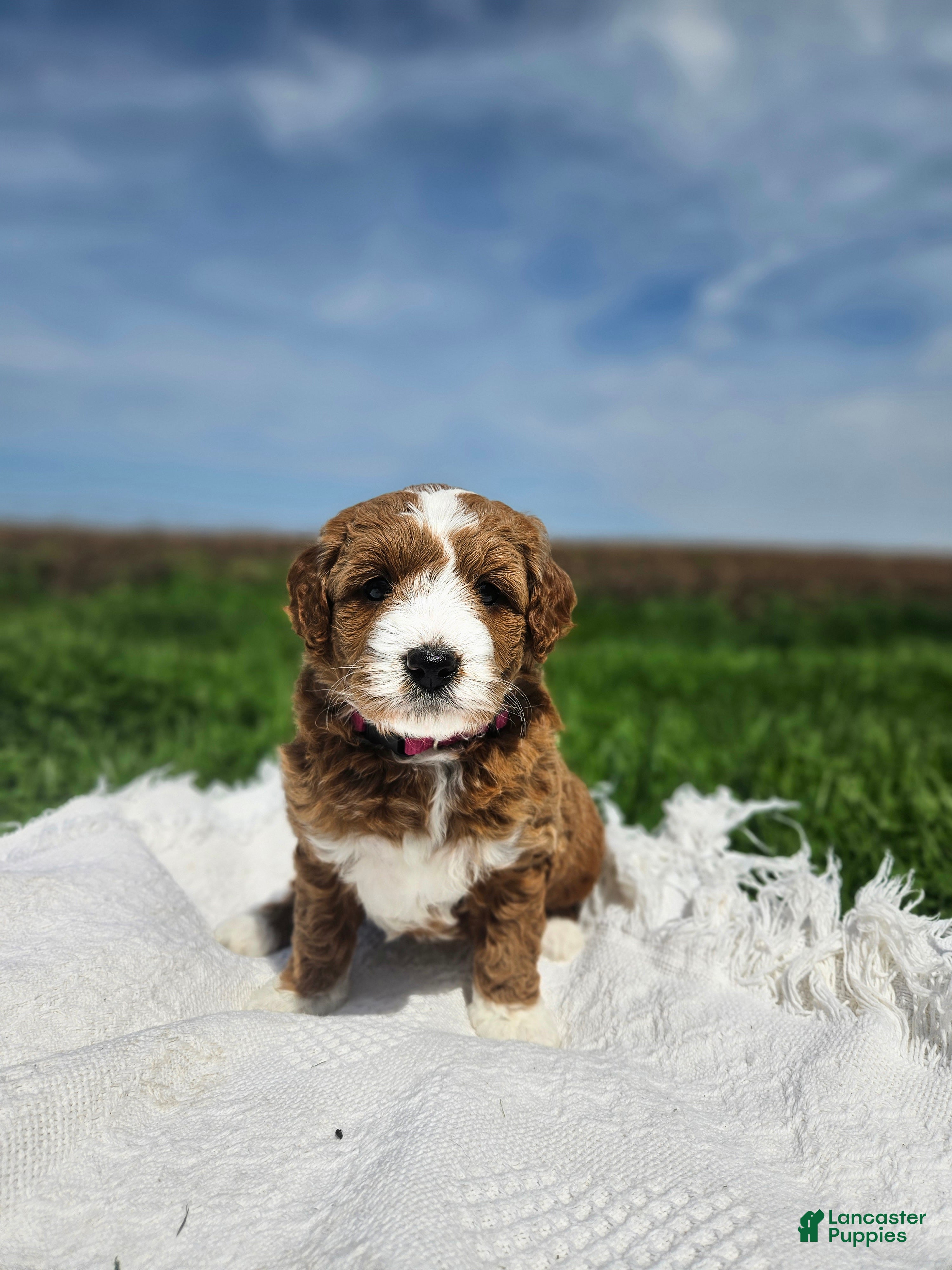 Mini Goldendoodle dogs Emma - Ad 1