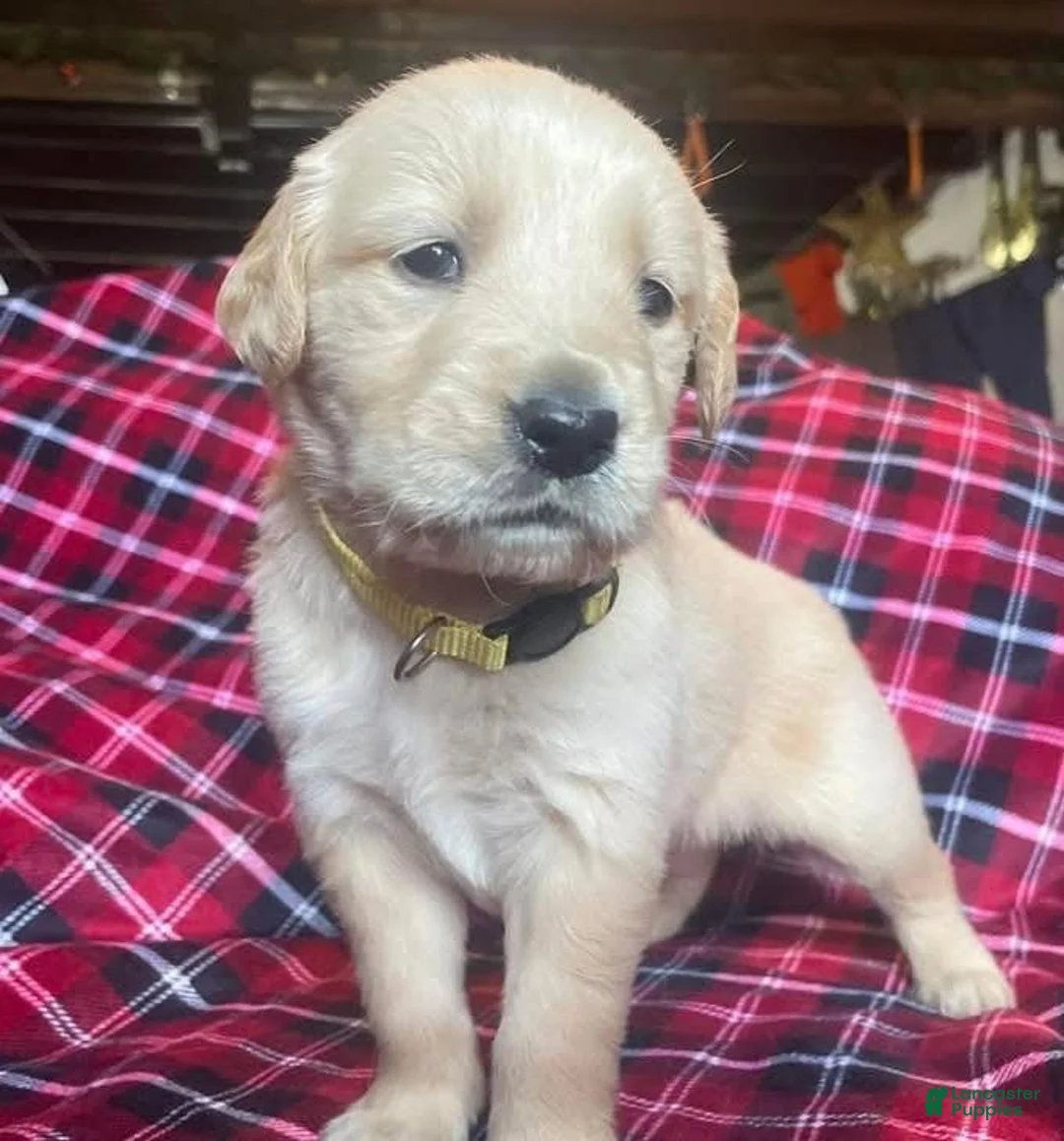 Golden Retriever dogs for sale: Bradley - Ad 2