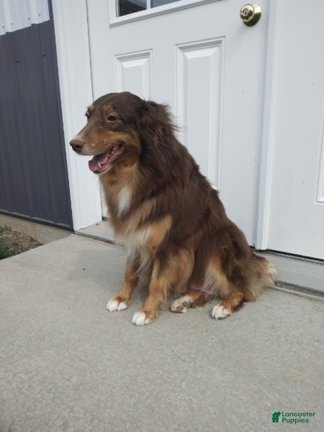 Australian Shepherd dogs for sale: Max - Ad 10
