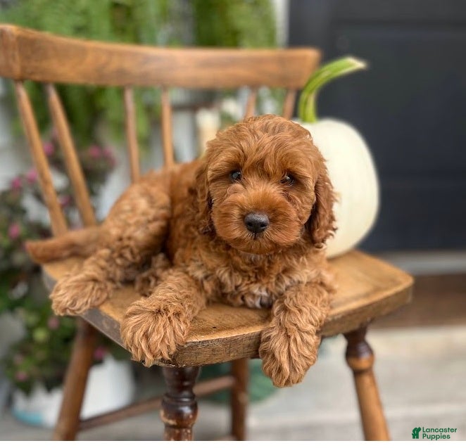 Cockapoo dogs Macy - Ad 1