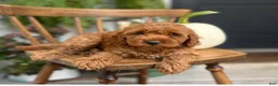 Cockapoo dogs for sale: Macy - Ad 1