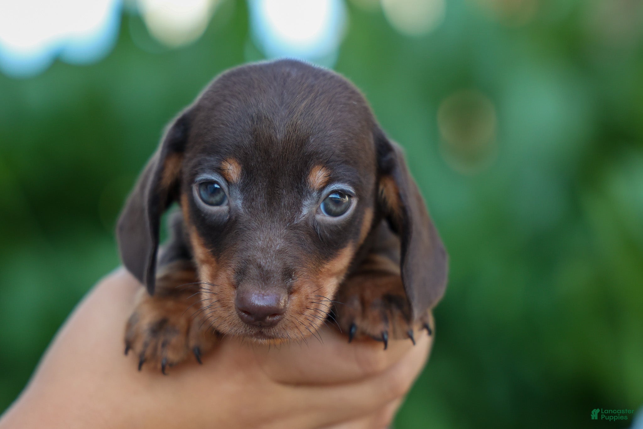 Miniature Dachshund dogs Zippy🐾 - Ad 2