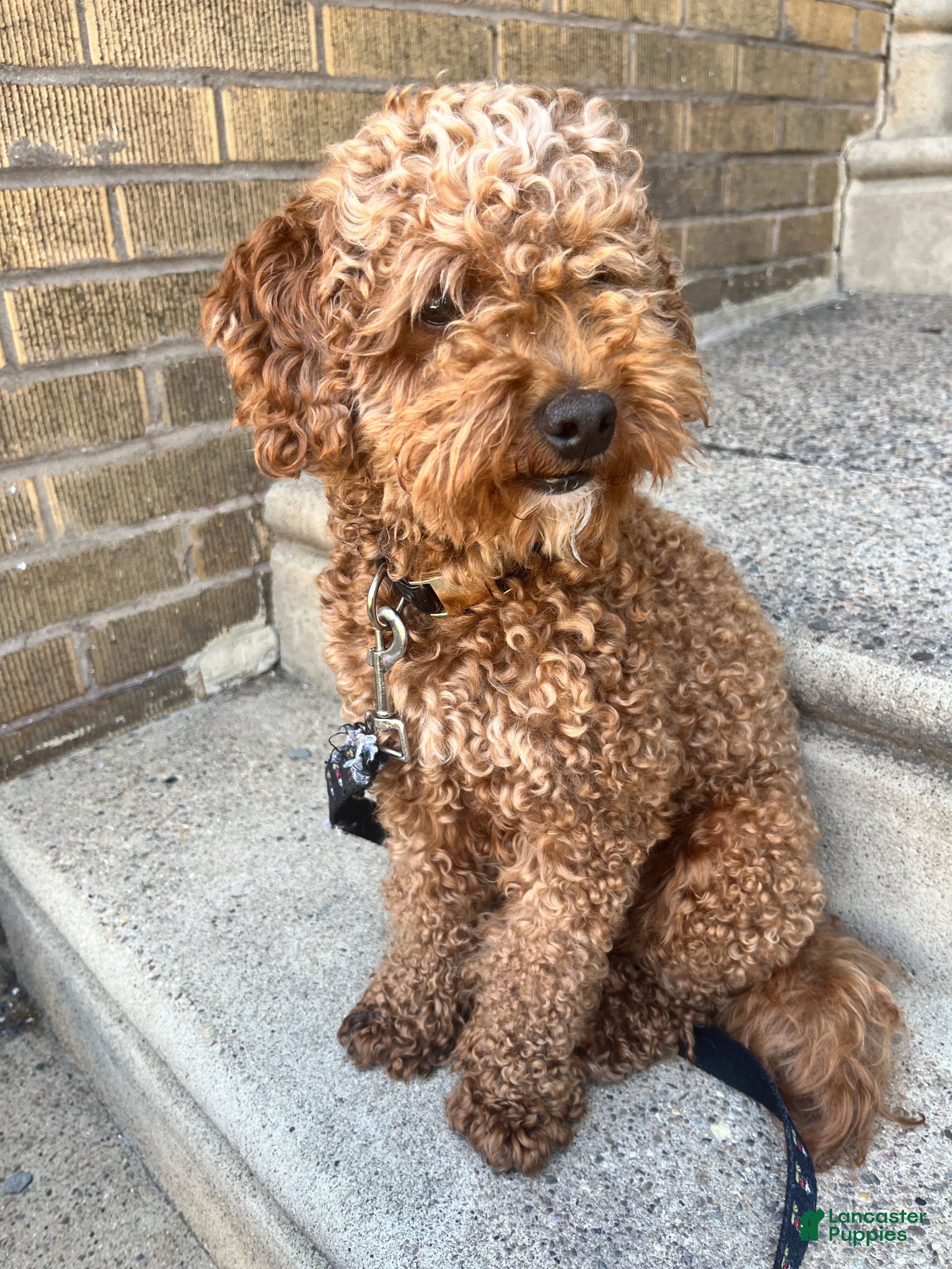 Mini Goldendoodle dogs Mini Goldendoodle Puppy 1 - Ad 8