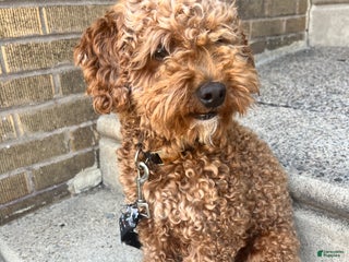 Mini Goldendoodle dogs Mini Goldendoodle Puppy 1 - Ad 8