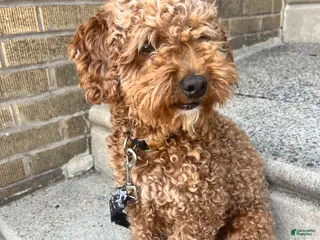 Mini Goldendoodle dogs Mini Goldendoodle Puppy 1 - Ad 1