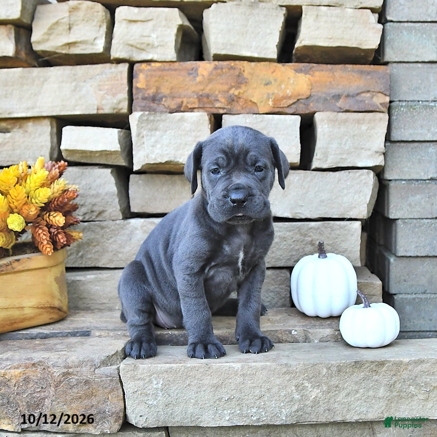 Cane Corso dogs Cali - Ad 1