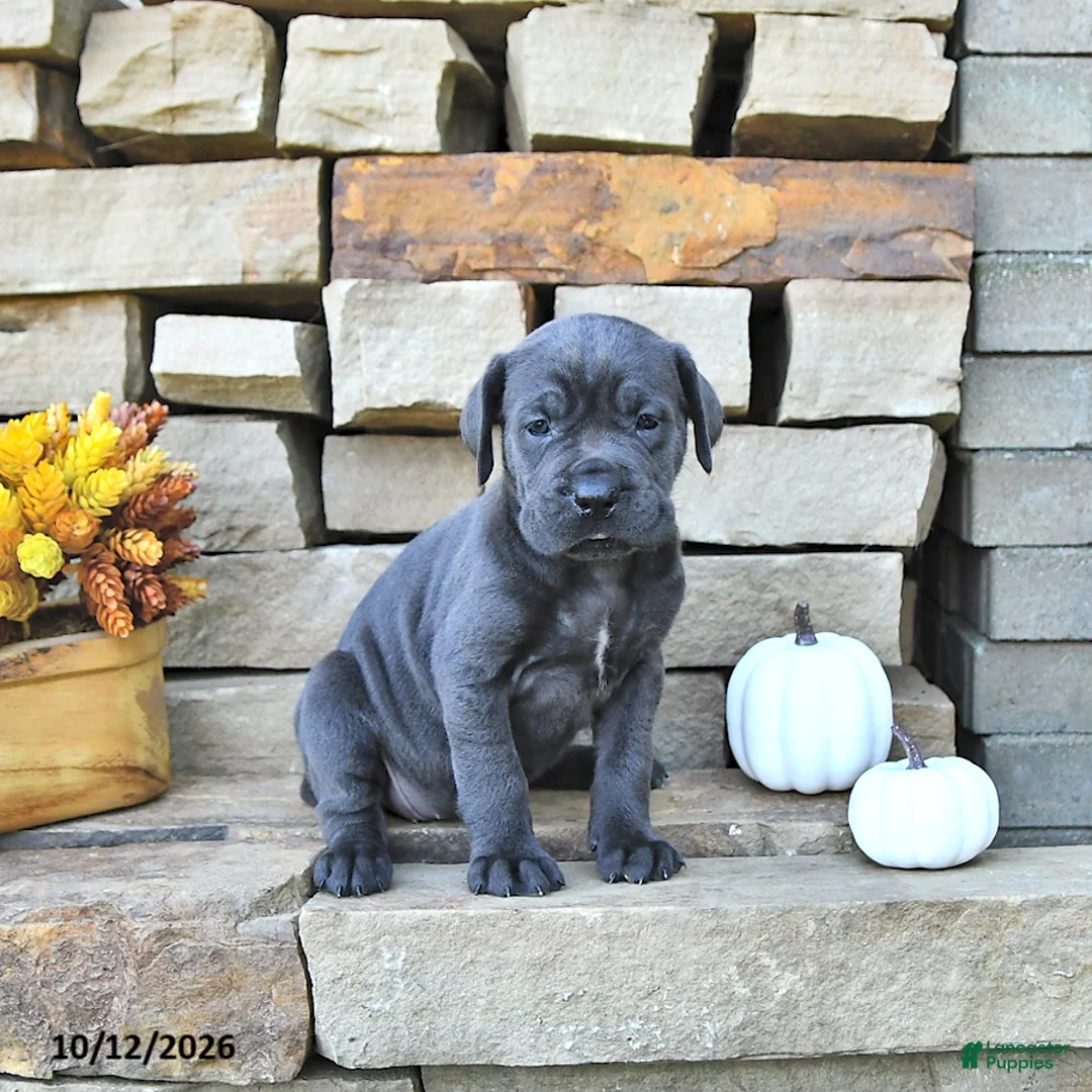 Cane Corso dogs for sale: Cali - Ad 1