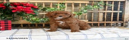 Mini Goldendoodle dogs for sale: Fable  - Ad 3