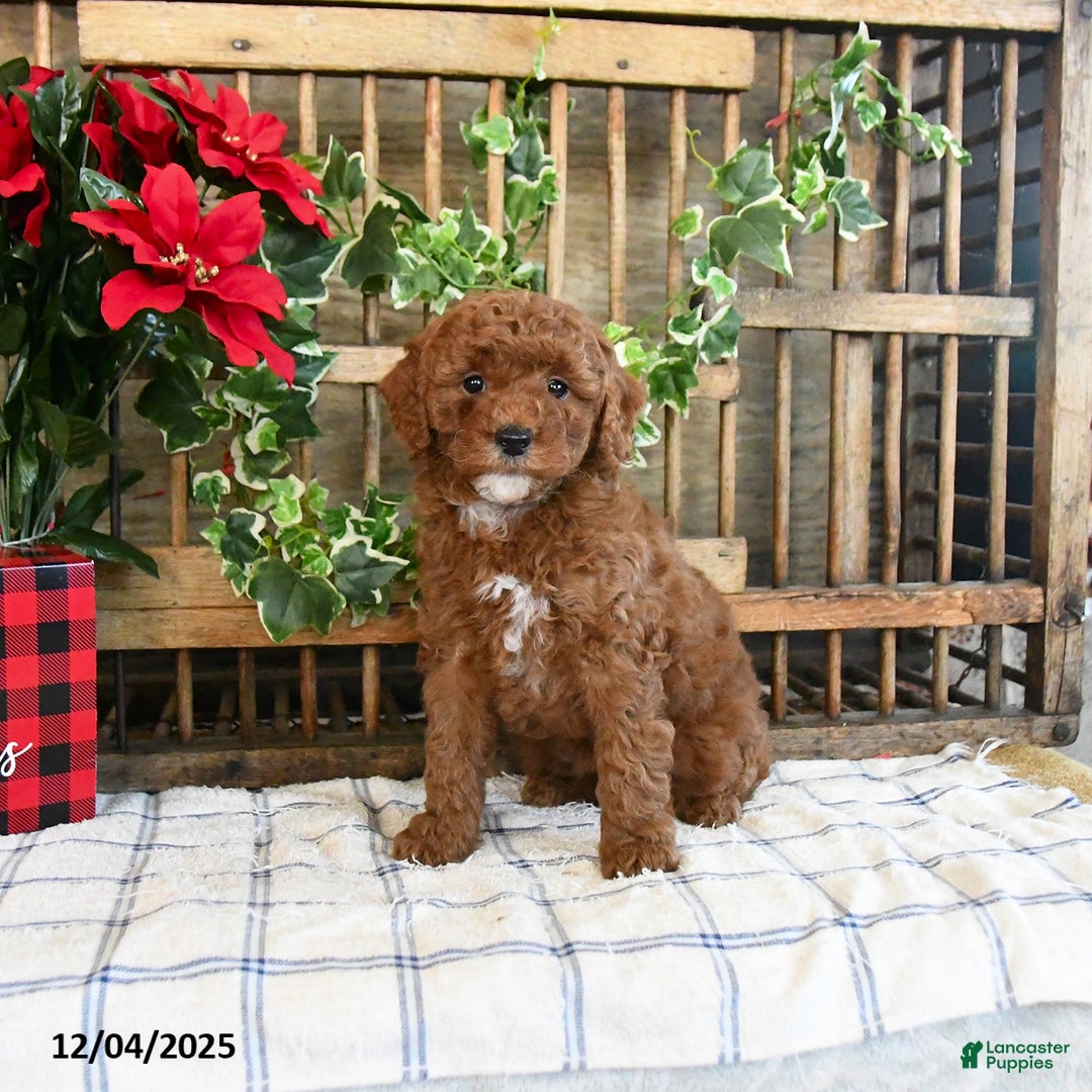 Mini Goldendoodle dogs for sale: Fable  - Ad 3