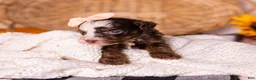 Bernedoodle dogs for sale: Haven - Ad 4