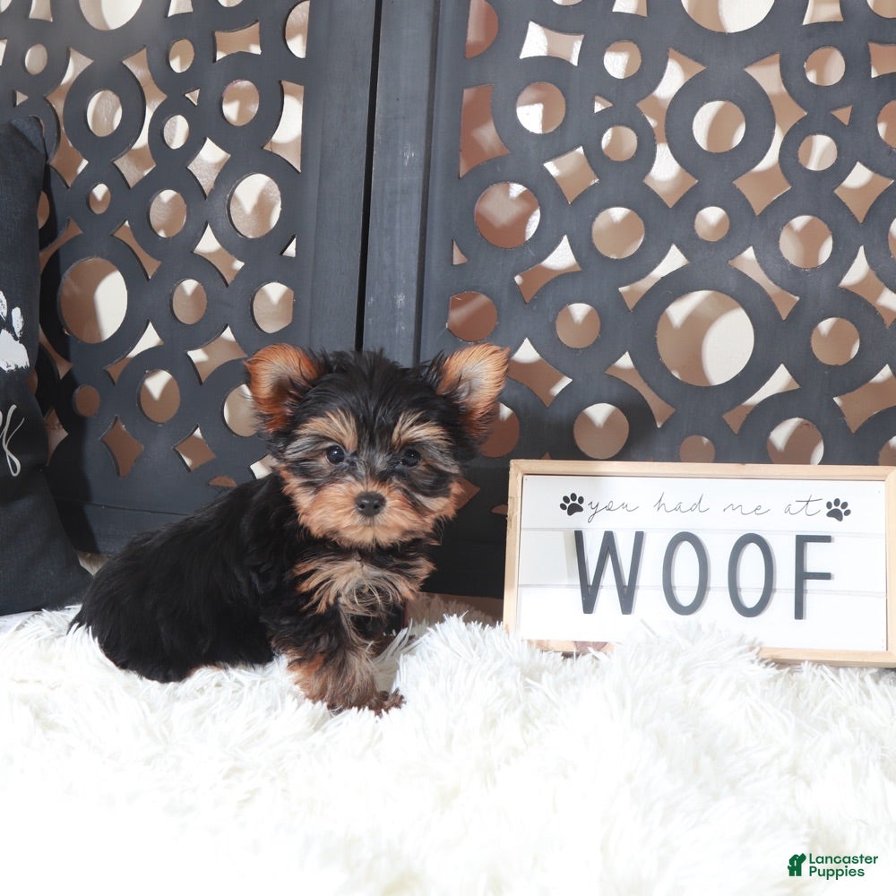 Yorkshire Terrier dogs Colt Adorable Teacup Yorkie - Ad 16