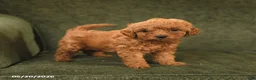 Cockapoo dogs for sale: Honey - Ad 3