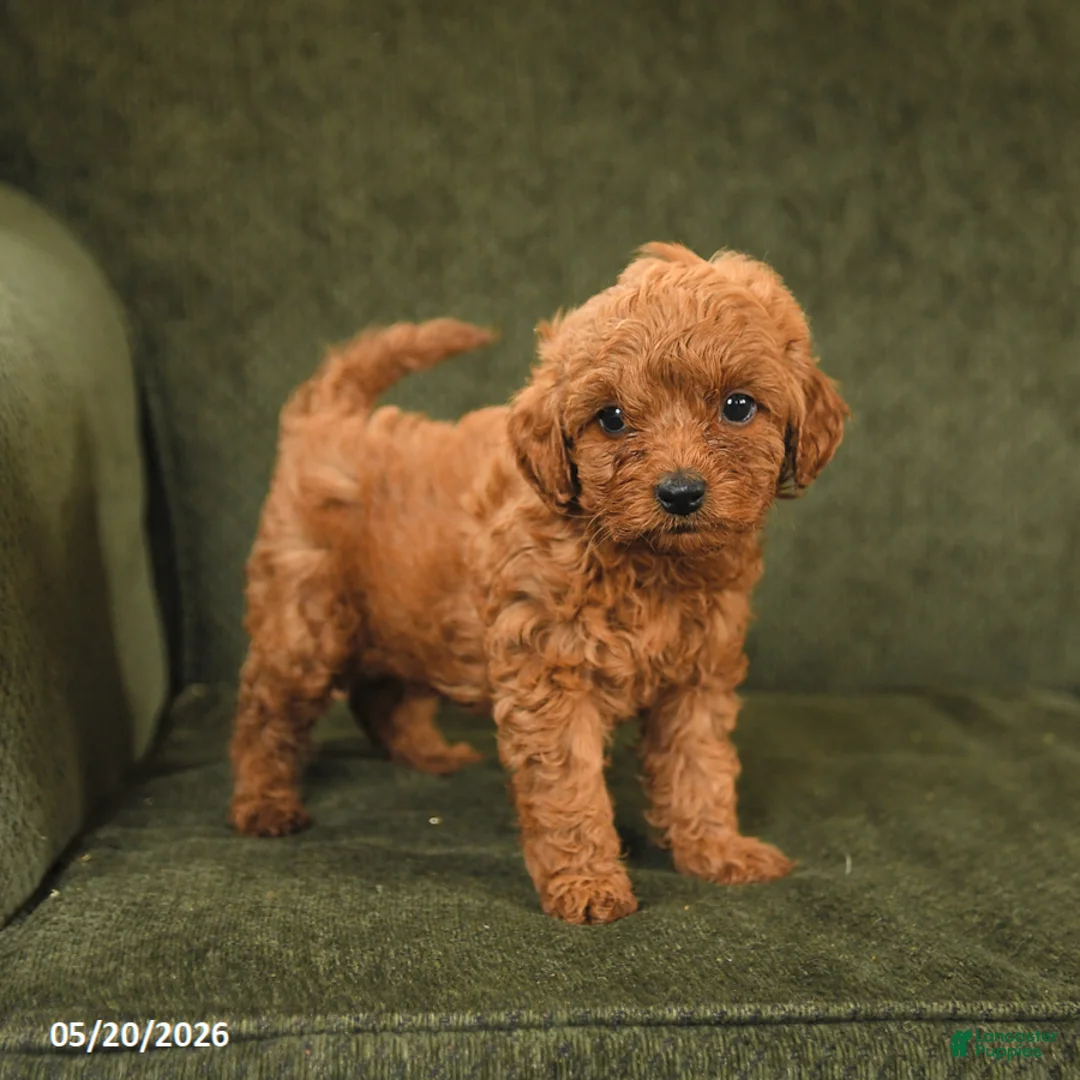 Cockapoo dogs for sale: Honey - Ad 3