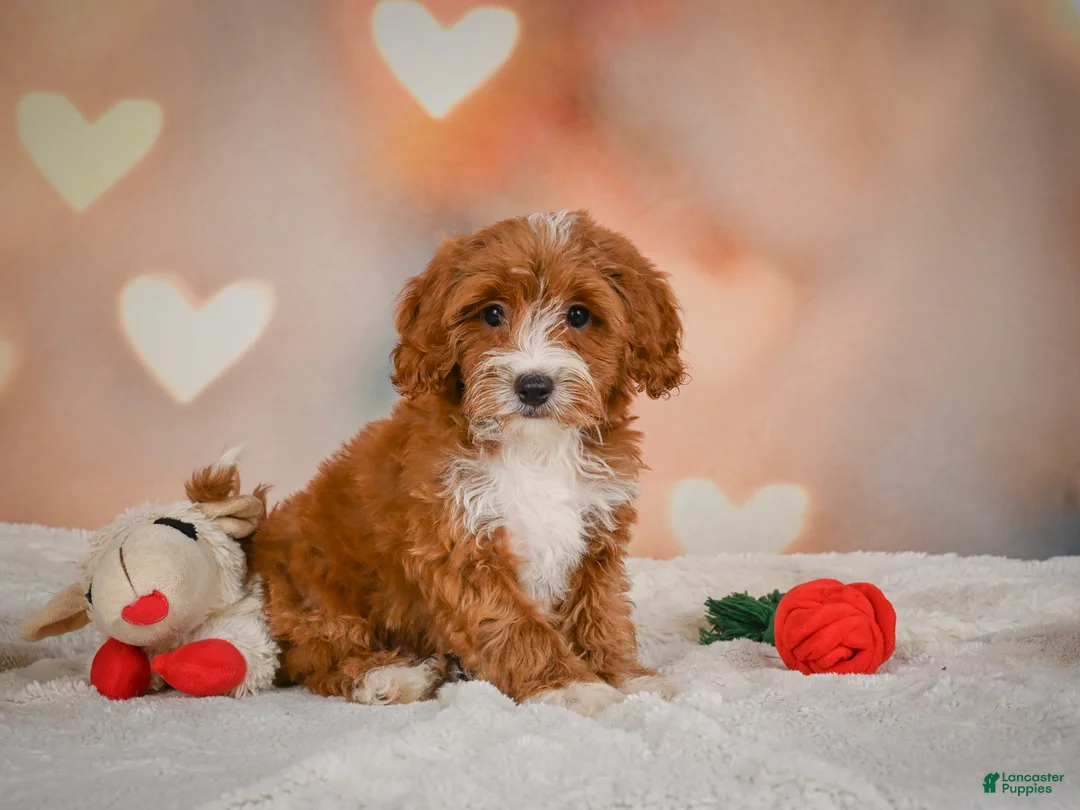 Cavapoo dogs for sale: Carter - Ad 1