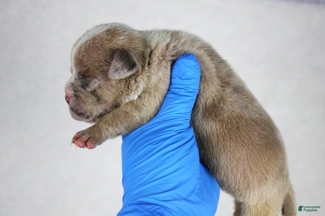 American Bully dogs for sale: Fawn Merle Female 2 - Ad 4