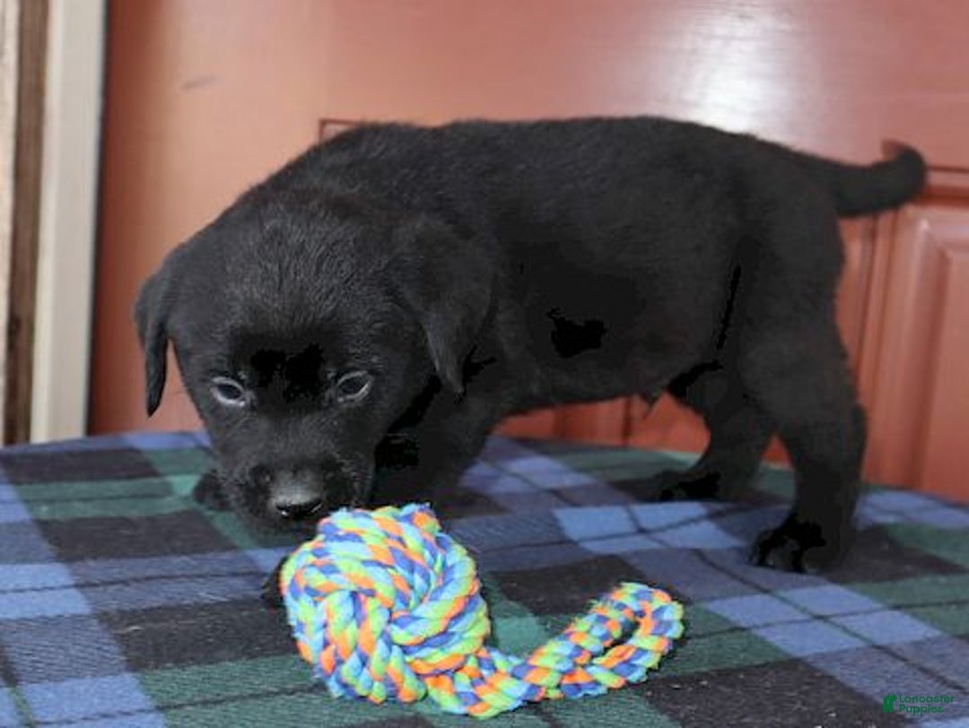 Labrador Retriever dogs for sale: Dakota- Champ lines - Ad 2