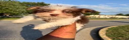 Yorkshire Terrier dogs for sale: Bobby - Ad 3