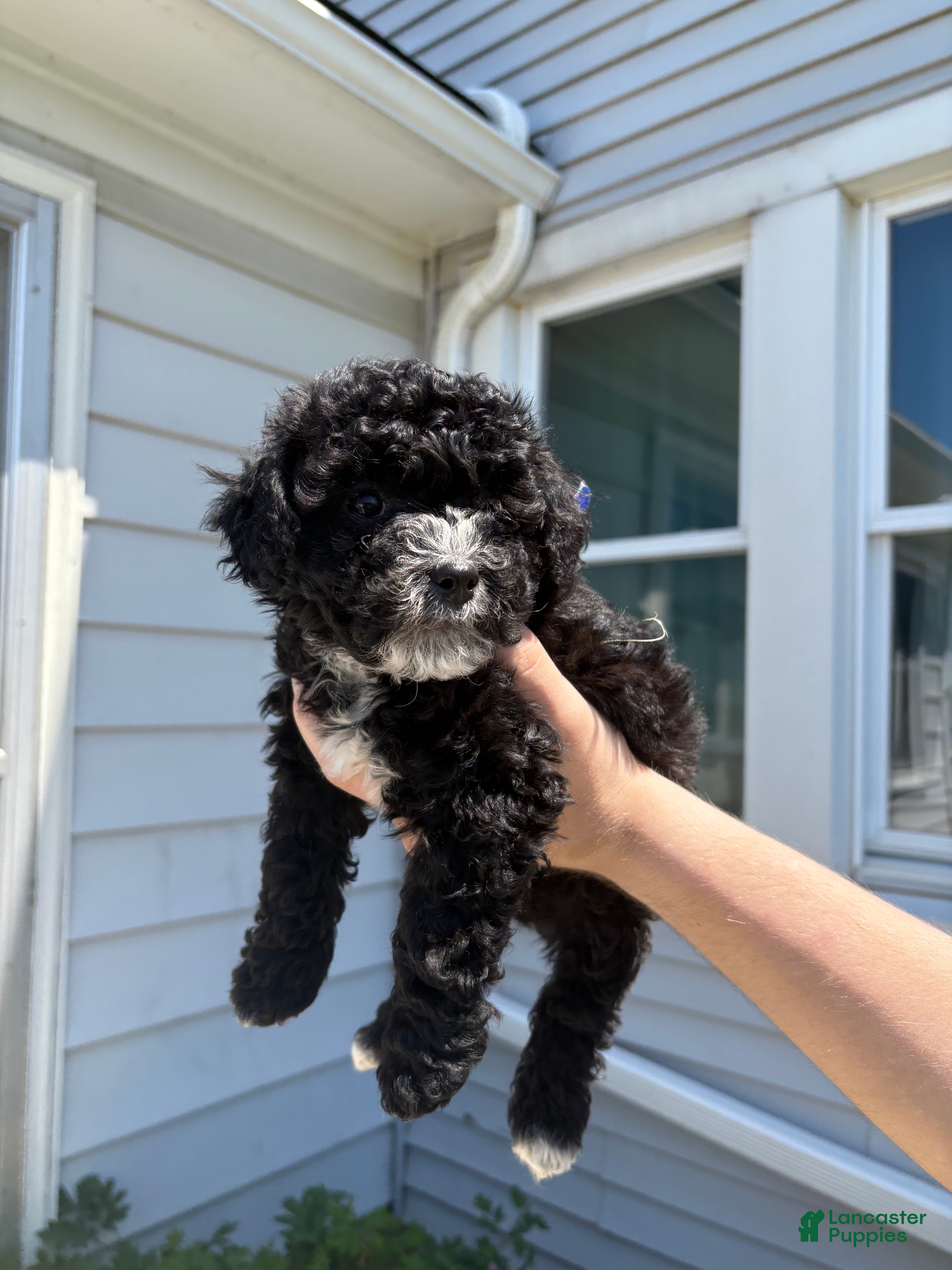 Toy Poodle dogs Winston - Ad 24