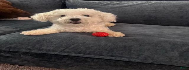 Bo