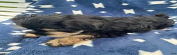 Miniature Schnauzer dogs for sale: AkcBella - Ad 4