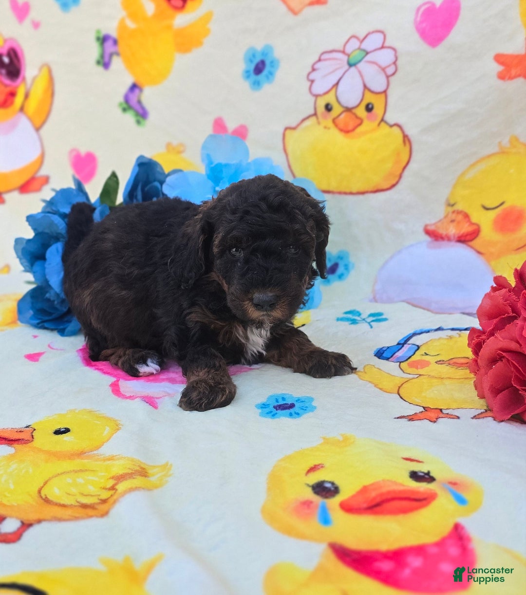 Cavapoo dogs for sale: Trinket  - Ad 3