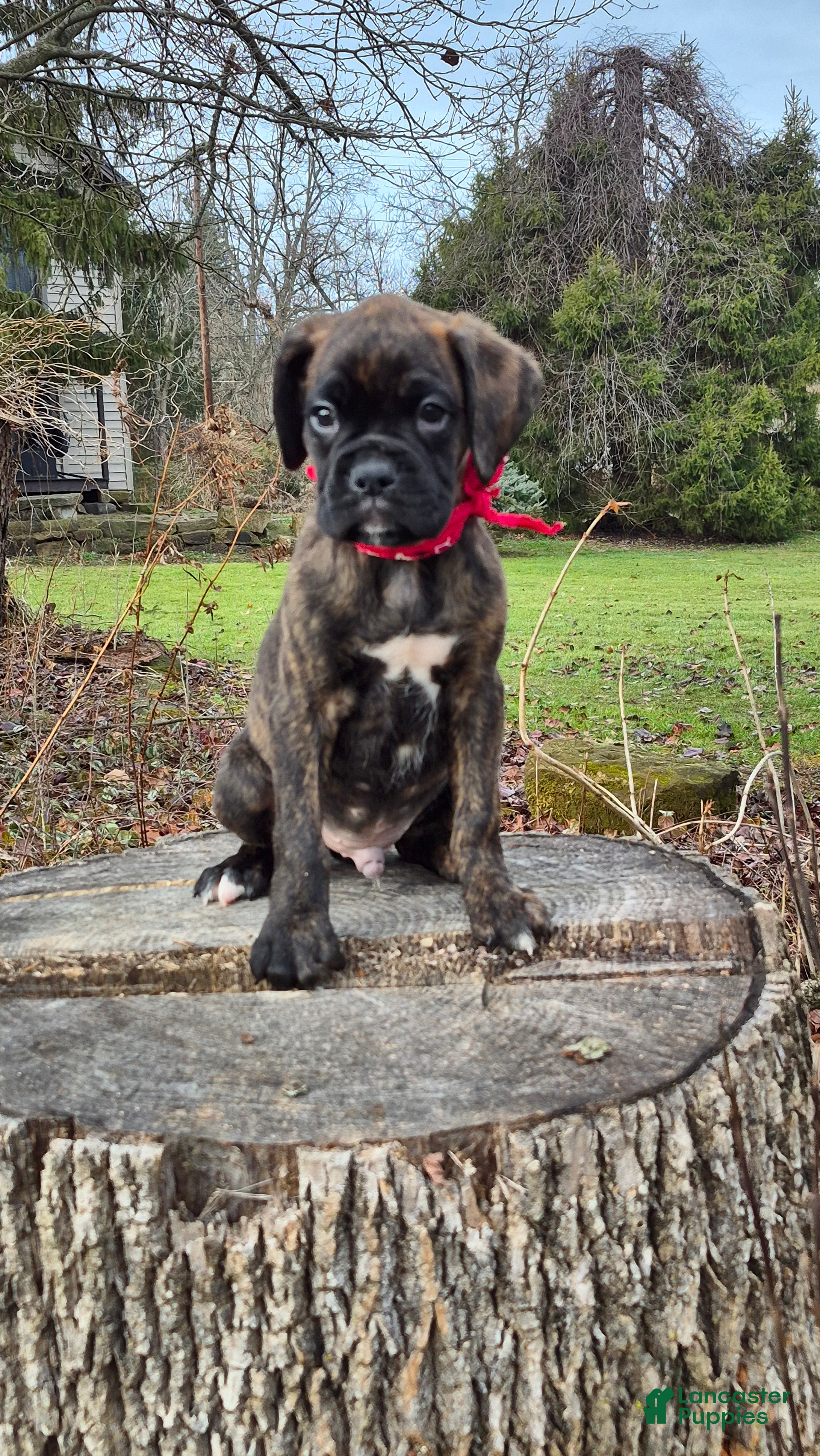 Boxer dogs Boris - Ad 14