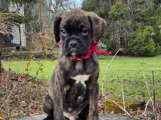 Boxer dogs Boris - Ad 14