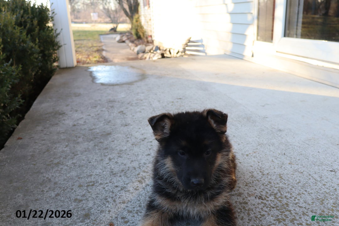 German Shepherd dogs for sale: Chester - Ad 2