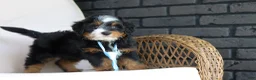 Mini Bernedoodle dogs for sale: Sawyer - Ad 8