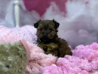 Yorkshire Terrier dogs Violet's Little Pink - Ad 2