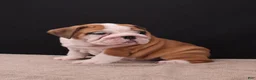 English Bulldog dogs for sale: Thor - Ad 15