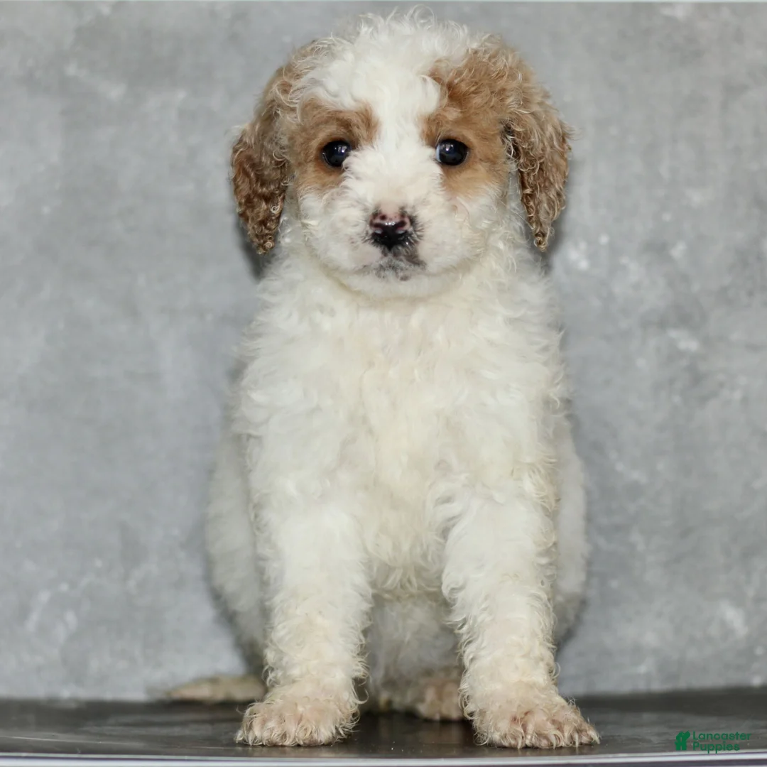 Miniature Poodle dogs for sale: Kenadie  - Ad 2