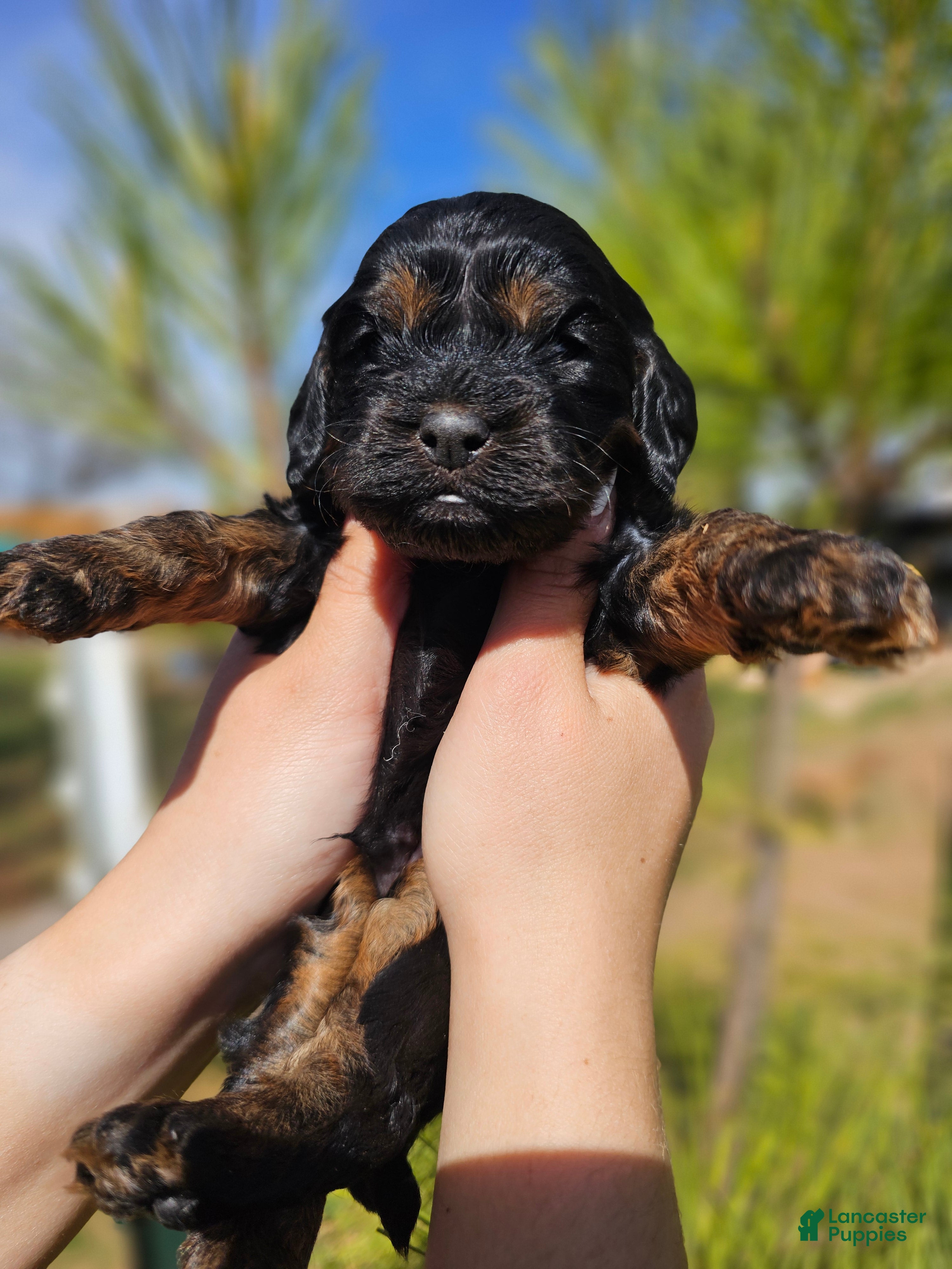 Cockapoo dogs Wyatt  - Ad 19